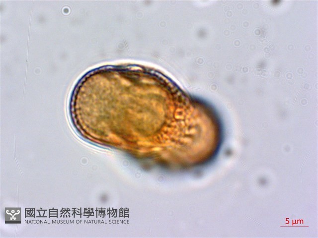 爵床藏品圖，第4張