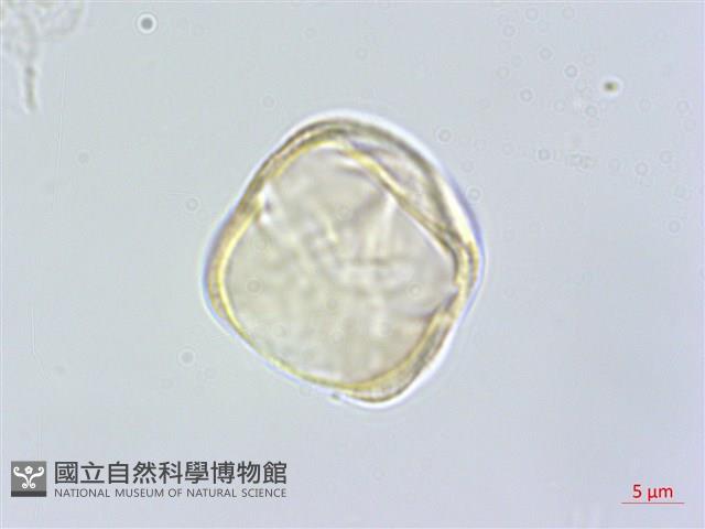 日本前胡藏品圖，第3張