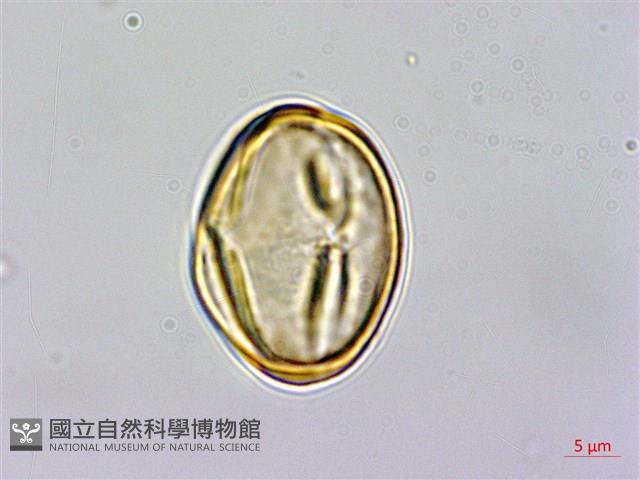 金絲桃、金線海棠藏品圖，第3張