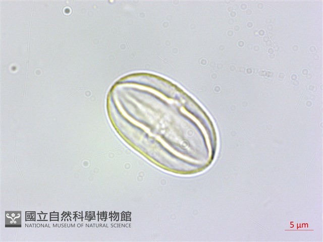 南台灣秋海棠藏品圖，第4張