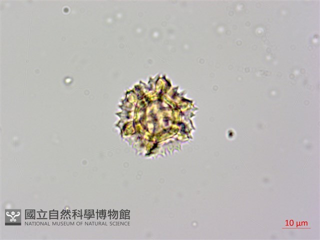 登錄號:S148290藏品圖，第3張