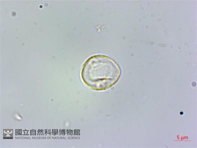 冷清草藏品圖，第3張