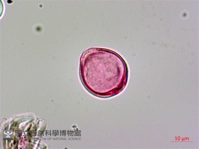 呂宋毛蕊木藏品圖，第4張