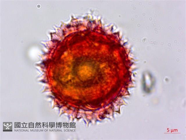 玉山飛蓬藏品圖，第4張