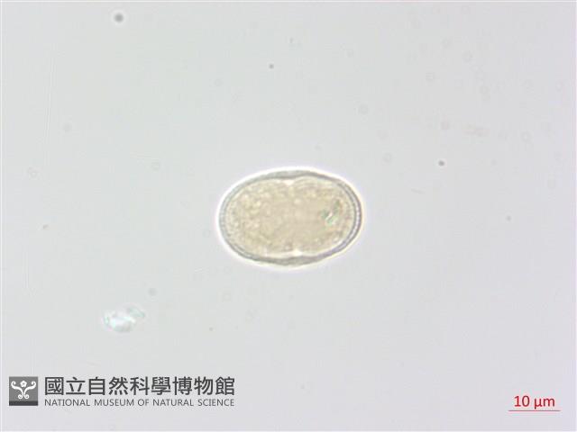 登錄號:S049030藏品圖，第3張