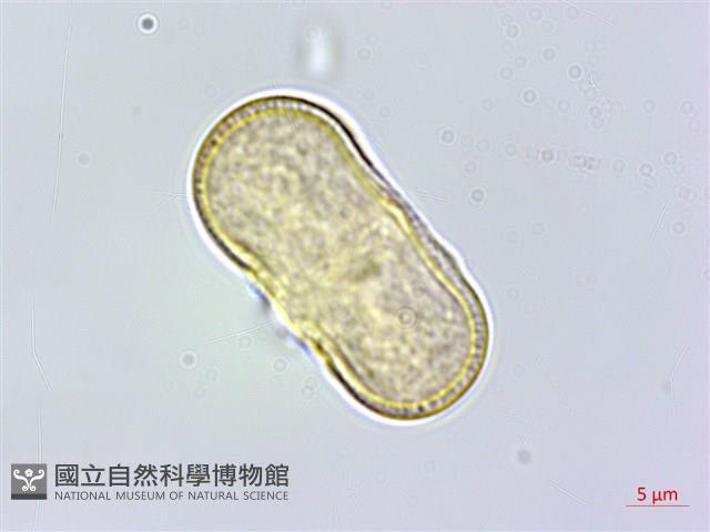 茴香、懷香藏品圖，第3張