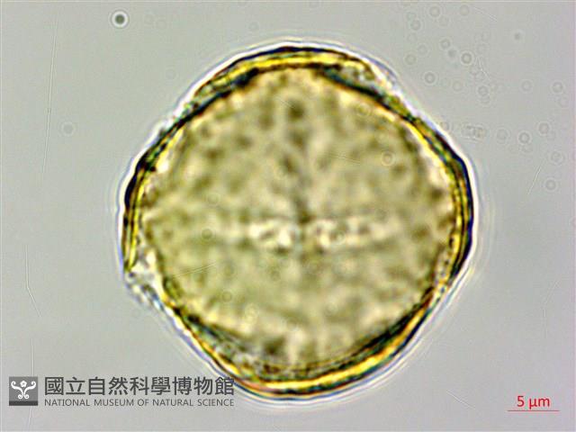 密花黃菫藏品圖，第3張