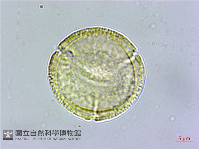 蓬萊珍藏品圖，第3張