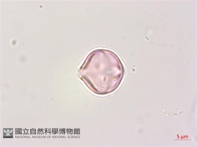 瑪瑙珠、黃果龍葵藏品圖，第3張