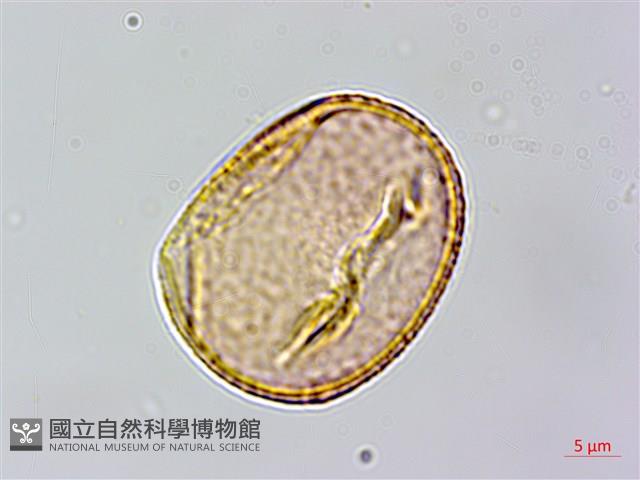 水黃皮藏品圖，第3張