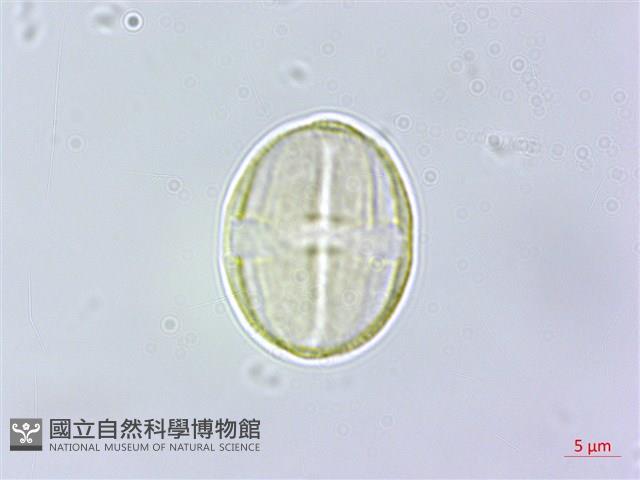 三斗石櫟藏品圖，第3張