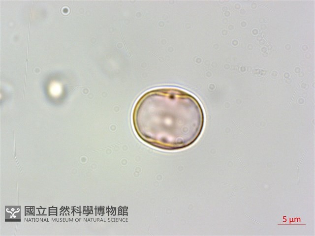 蘭嶼樹蘭藏品圖，第4張