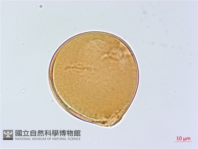 小葉胡頹子藏品圖，第4張