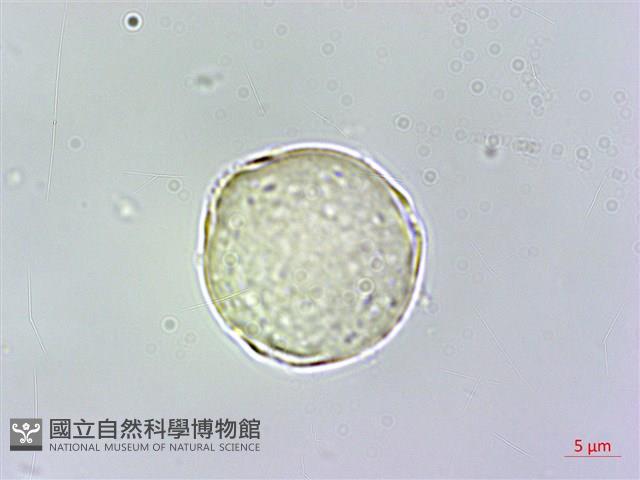 假酸漿藏品圖，第4張