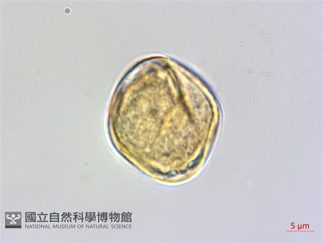 登錄號:S048970藏品圖，第3張