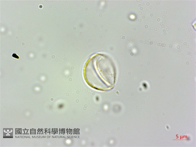珠芽桑葉麻藏品圖，第3張