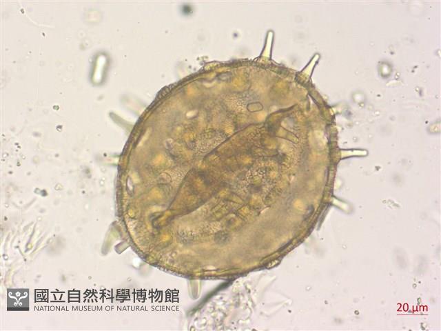 山芙蓉、臺灣山芙蓉、狗頭芙蓉藏品圖，第3張