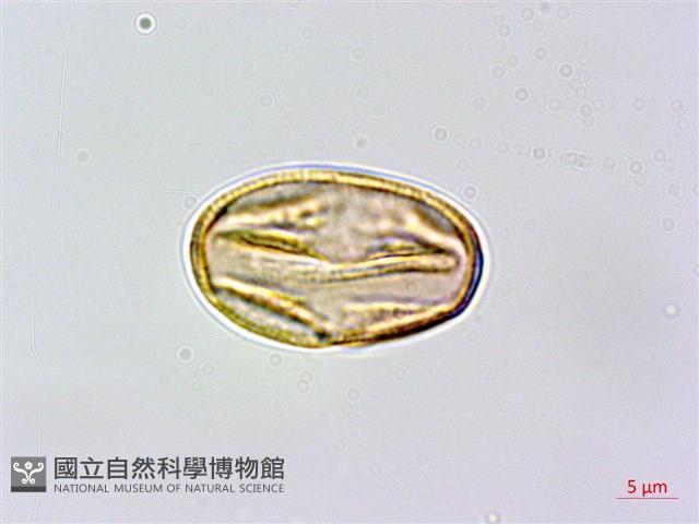 虎婆刺藏品圖，第3張