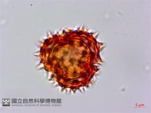 尼泊爾籟簫藏品圖，第4張