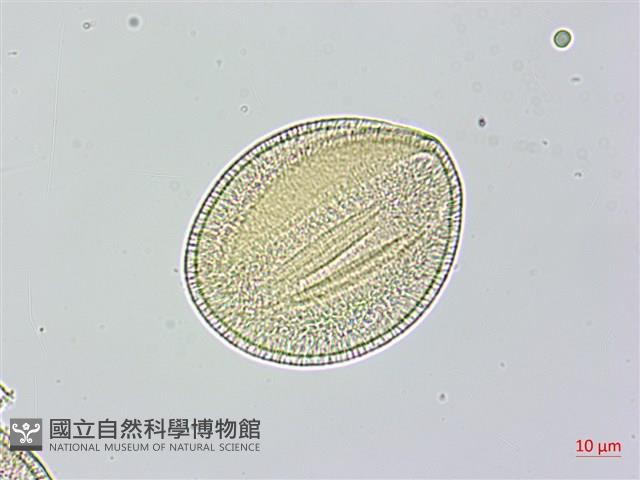 盒果藤藏品圖，第4張