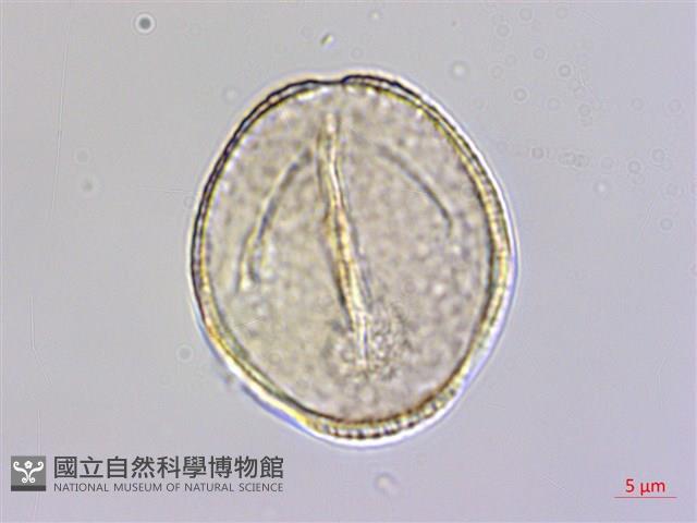 蘭嶼厚殼樹藏品圖，第3張