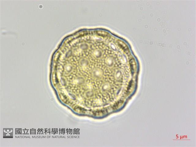 馬氏濱藜藏品圖，第4張