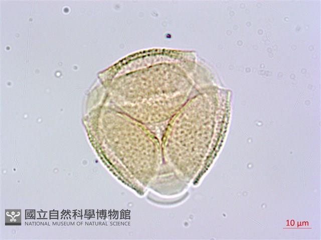 蘭嶼胡桐藏品圖，第4張