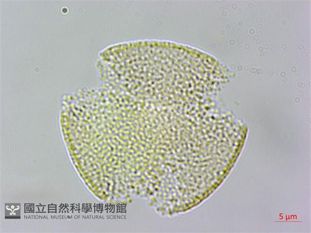 小木通藏品圖，第3張