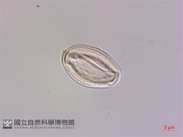 檉柳、華北檉柳藏品圖，第3張
