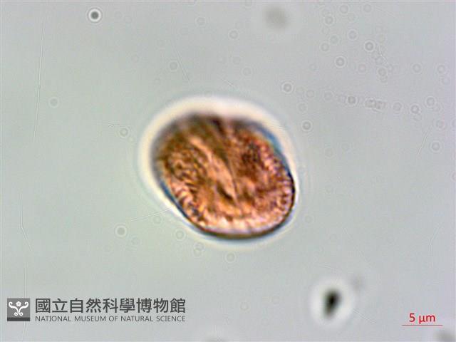 爵床藏品圖，第3張