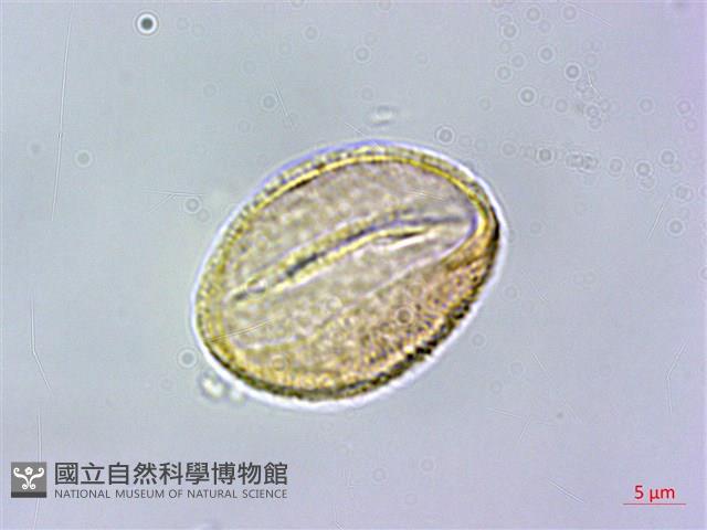 臺灣紅榨槭藏品圖，第4張