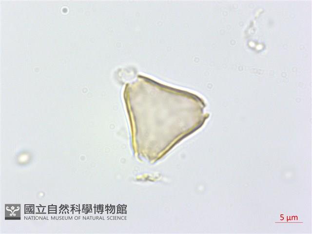 高士佛赤楠藏品圖，第3張