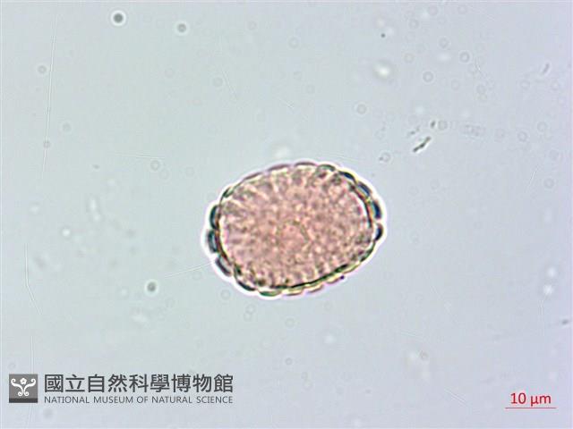 小扁豆藏品圖，第4張