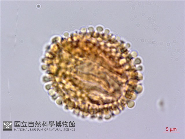 全緣葉冬青藏品圖，第3張