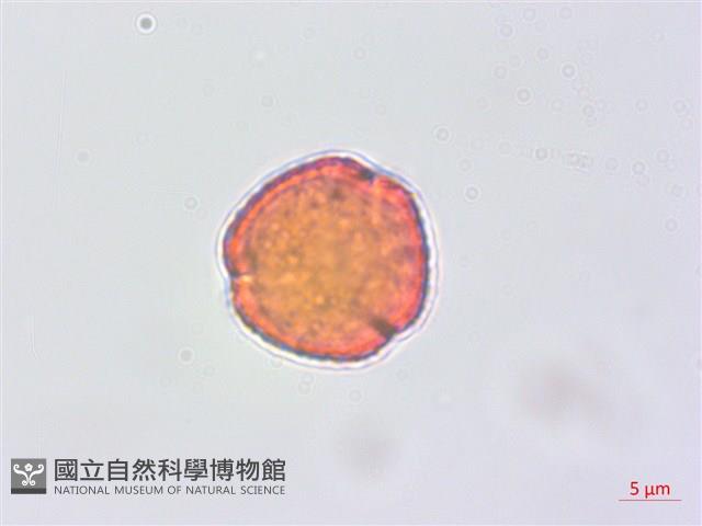 蘭嶼蘋婆藏品圖，第4張