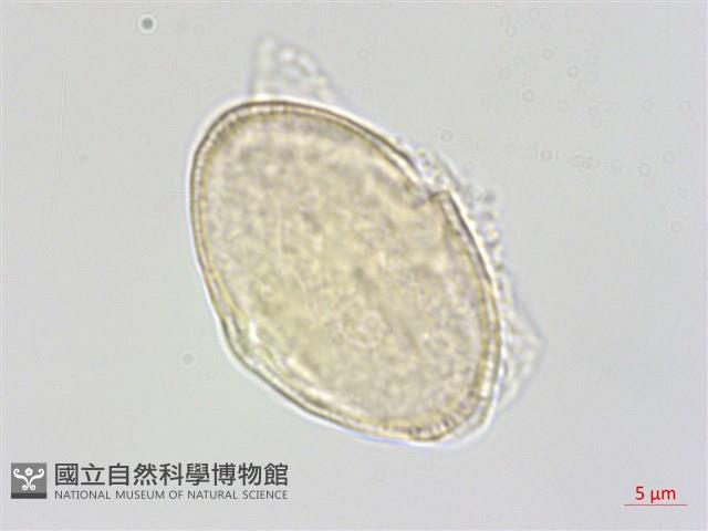 水芹菜藏品圖，第3張