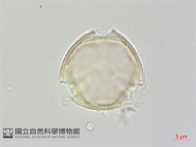 通條樹，喜馬山旌節花藏品圖，第3張