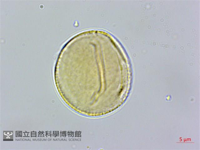 玉山櫻草藏品圖，第3張