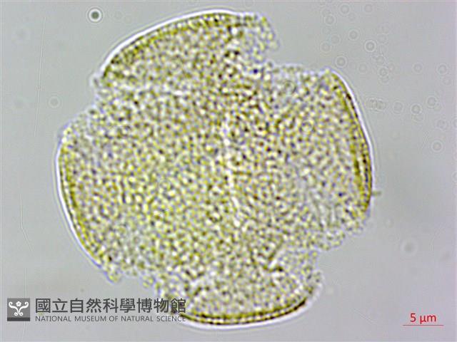 亨利氏鐵線蓮藏品圖，第3張
