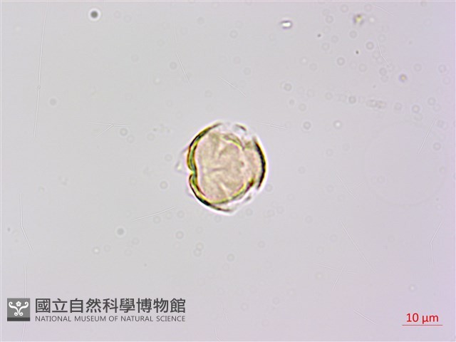 苦參藏品圖，第3張