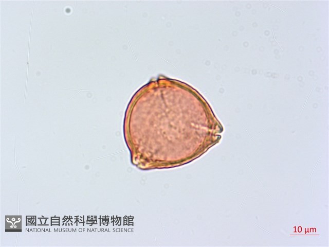 宜梧藏品圖，第3張