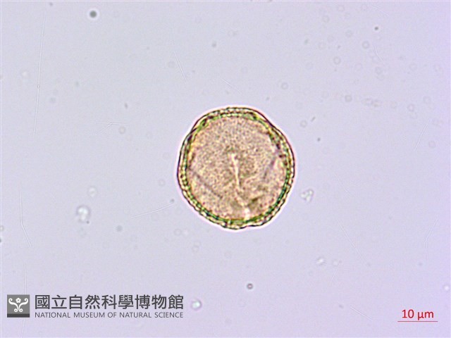 臺灣鵝掌柴藏品圖，第4張