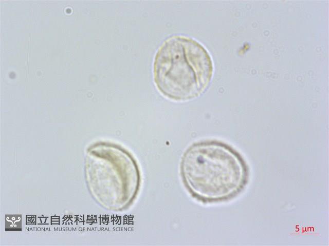 食用樓梯草藏品圖，第4張