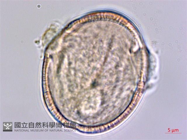 登錄號:S159041藏品圖，第3張