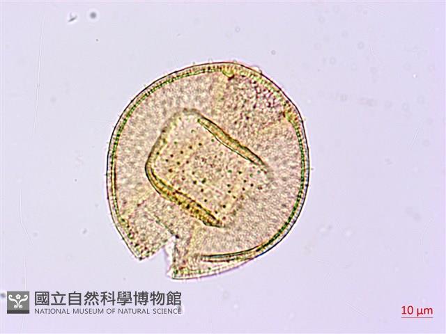 裡白忍冬、紅腺忍冬藏品圖，第4張