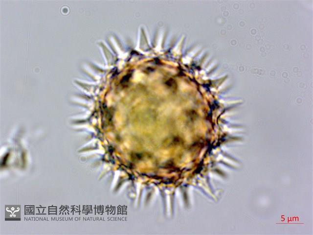 王爺葵、五瓜金英藏品圖，第3張