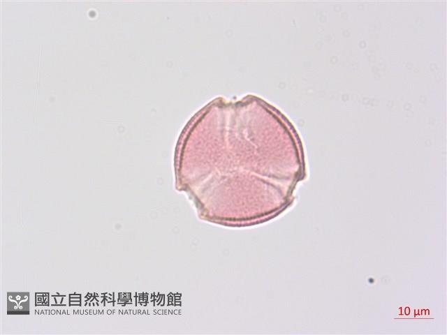 野鴉椿藏品圖，第3張