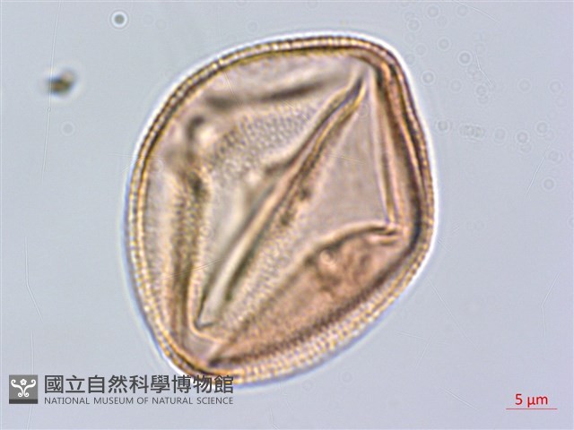 黑果馬交兒藏品圖，第3張