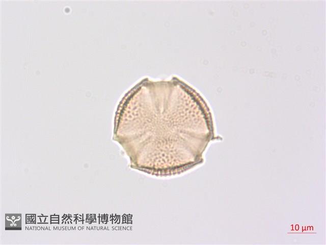 山香圓藏品圖，第4張