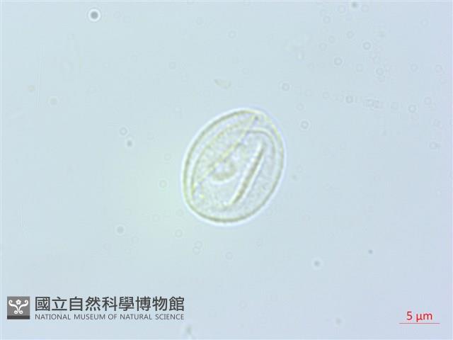 長葉苧麻藏品圖，第3張